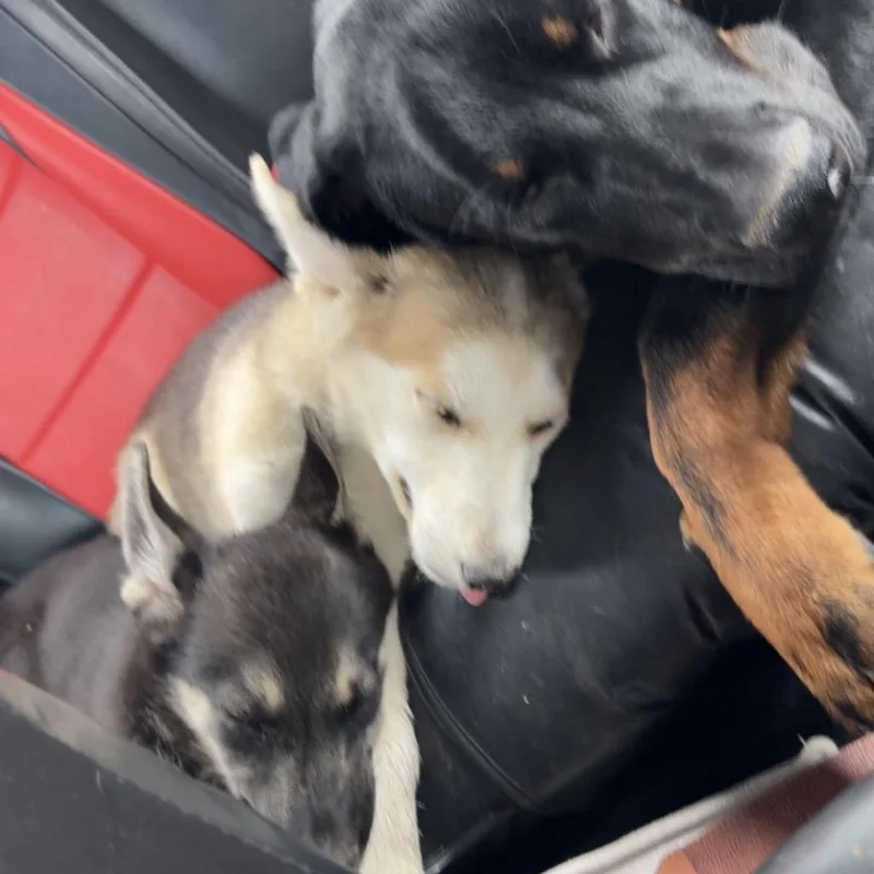 A baby medium-sized male Husky dog named Zane for adoption in Thayne, WY