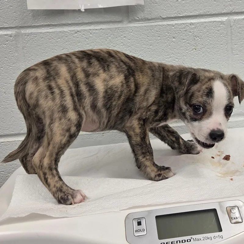 A baby small-sized female White / Cream Mixed Breed dog named Scooby for adoption in Chattanooga, TN