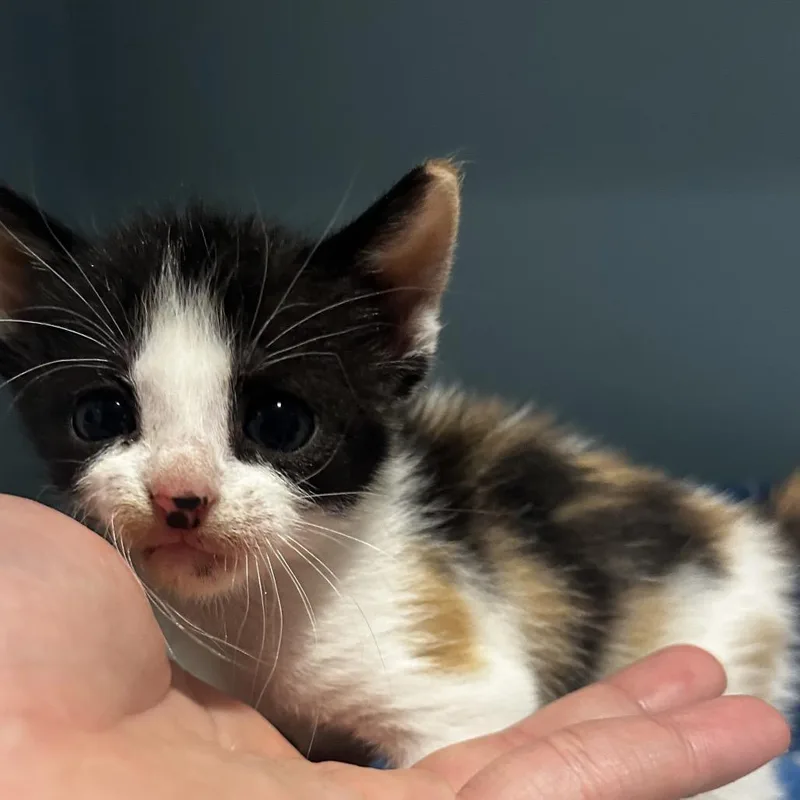 A baby small-sized female Calico Domestic Short Hair cat named Jamie Lee for adoption in Chattanooga, TN