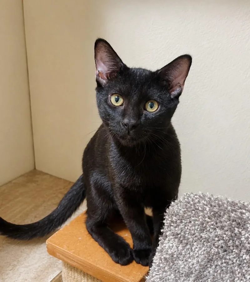 A young medium-sized male Black Domestic Short Hair cat named Storm for adoption in Lodi, CA