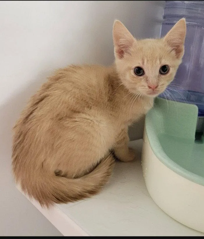 A young medium-sized male Domestic Short Hair cat named Comet for adoption in Rochester, NY