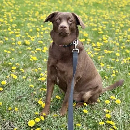 A baby medium-sized female Shepherd dog named Agatha for adoption in Elk Grove Village, IL