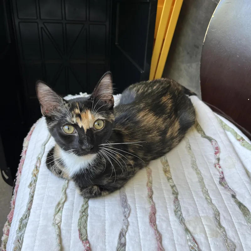 A baby medium-sized female Calico Domestic Short Hair cat named Mocha for adoption in Davis, CA