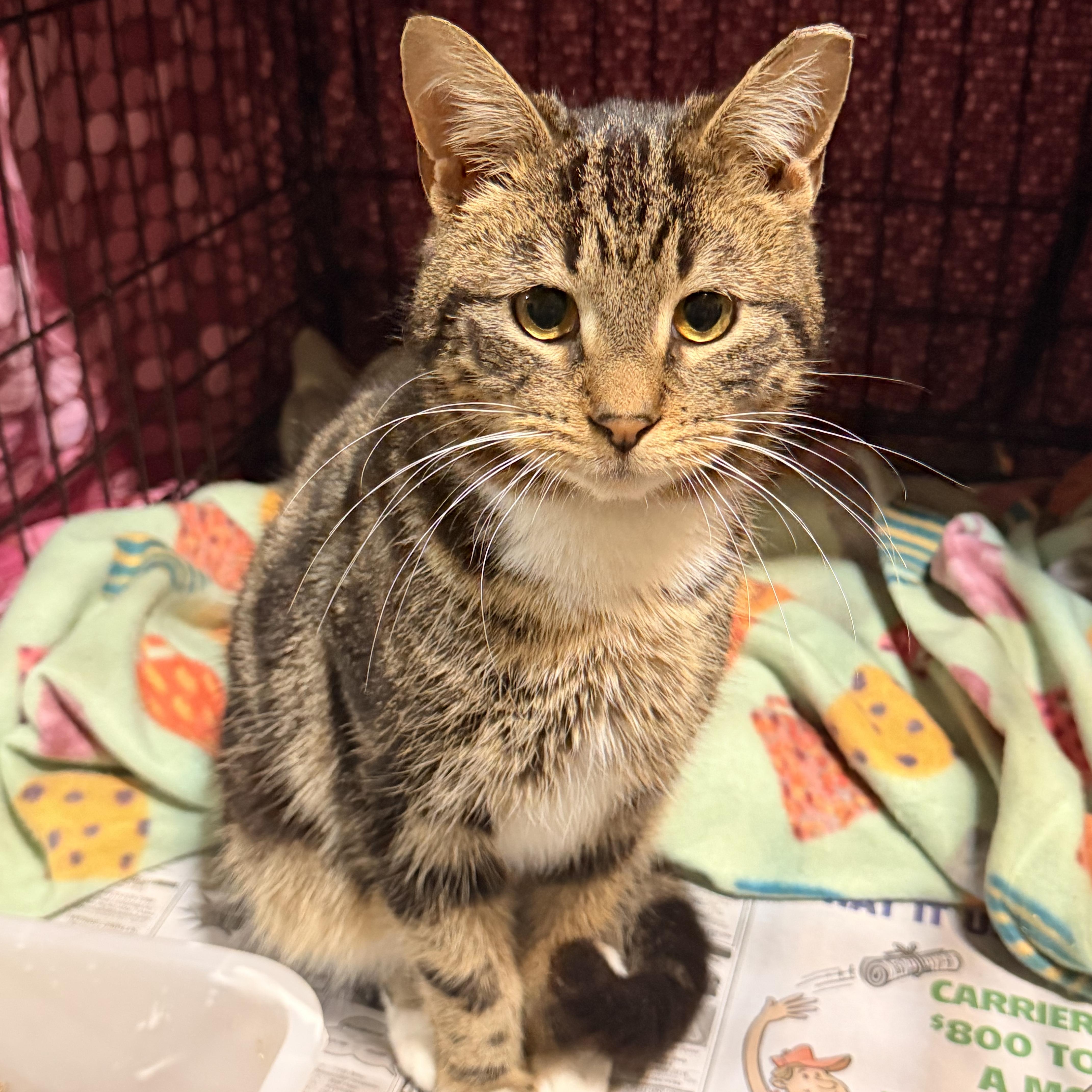 A young medium-sized male Tabby (Brown / Chocolate) Domestic Short Hair cat named Ike for adoption in Scranton, PA