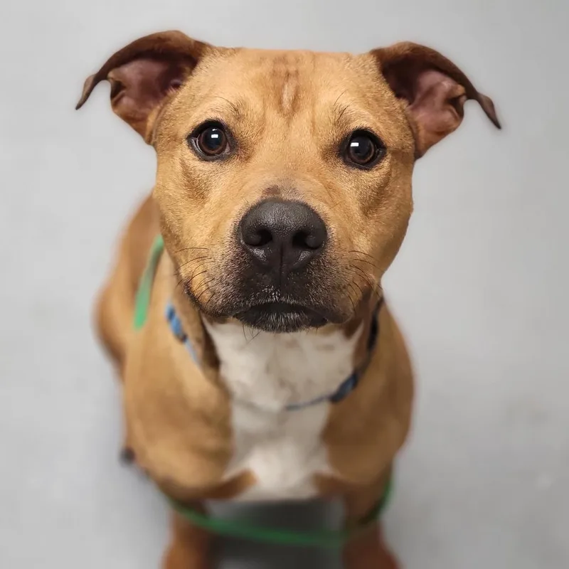 A young medium-sized male Yellow / Tan / Blond / Fawn Mixed Breed dog named Brows for adoption in Sarasota, FL