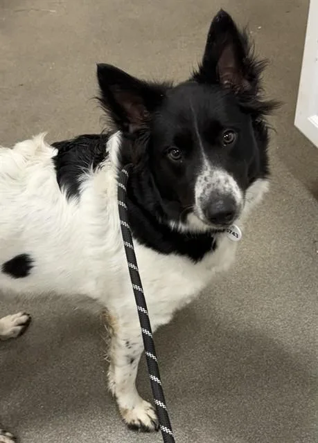 An adult medium-sized female Border Collie dog named Greta for adoption in Upper Marlboro, MD