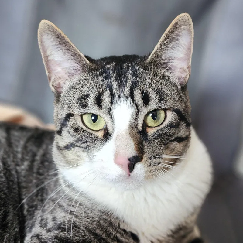 A young medium-sized male Tabby (Gray / Blue / Silver) Domestic Short Hair cat named Morty for adoption in New York, NY