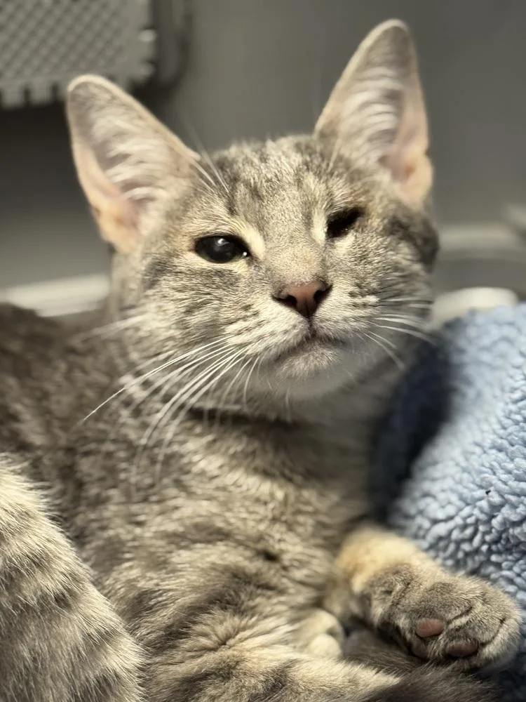 Polly Sailor thumbnail 6