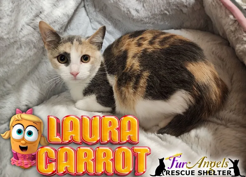 Laura Carrot