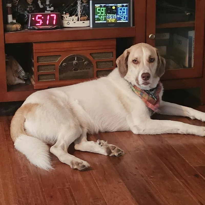 An adult large-sized male White / Cream Great Pyrenees dog named Ct Remy for adoption in Stormville, NY