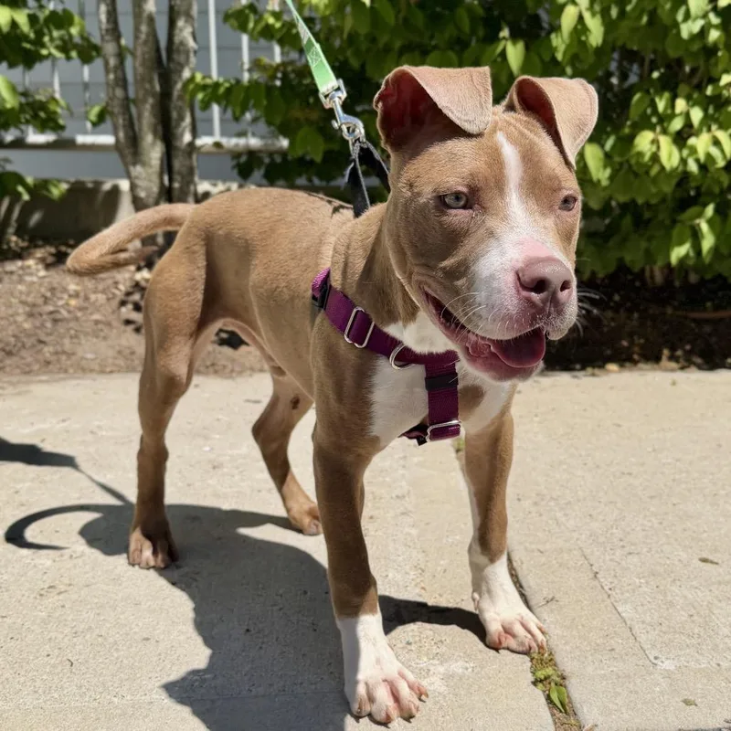 A baby medium-sized male Brown / Chocolate Pit Bull Terrier dog named Zeus for adoption in East Hampton, NY