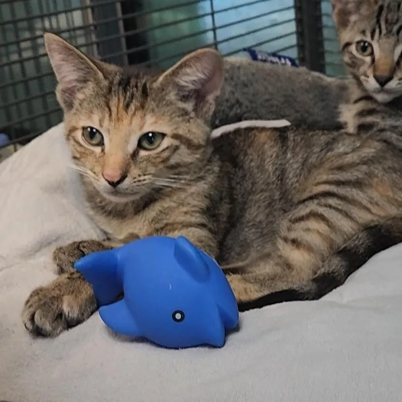 A baby medium-sized female Torbie Domestic Short Hair cat named Allie Cat for adoption in Charleston, SC