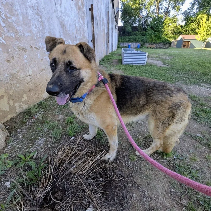 An adult large-sized male German Shepherd Dog dog named Baloo for adoption in Philadelphia, PA