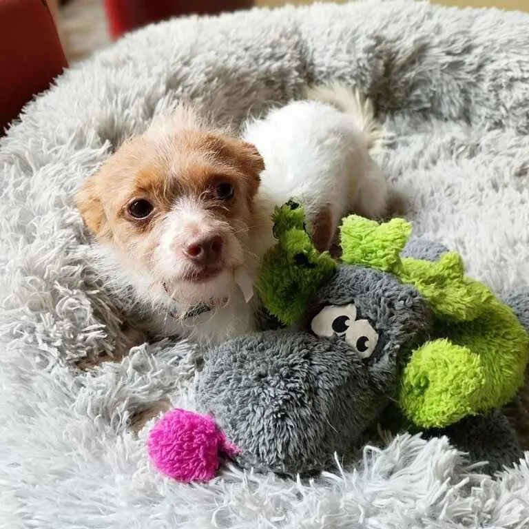 A senior small-sized male Apricot / Beige Chihuahua dog named Canelo for adoption in Houston, TX