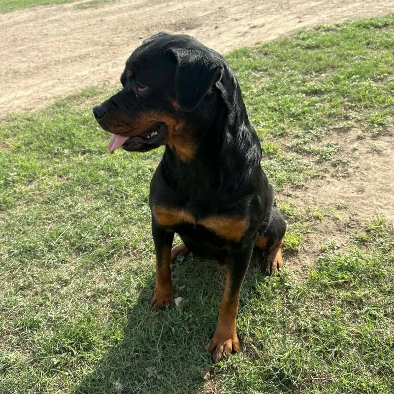 Penelope Rae Jum photo 1