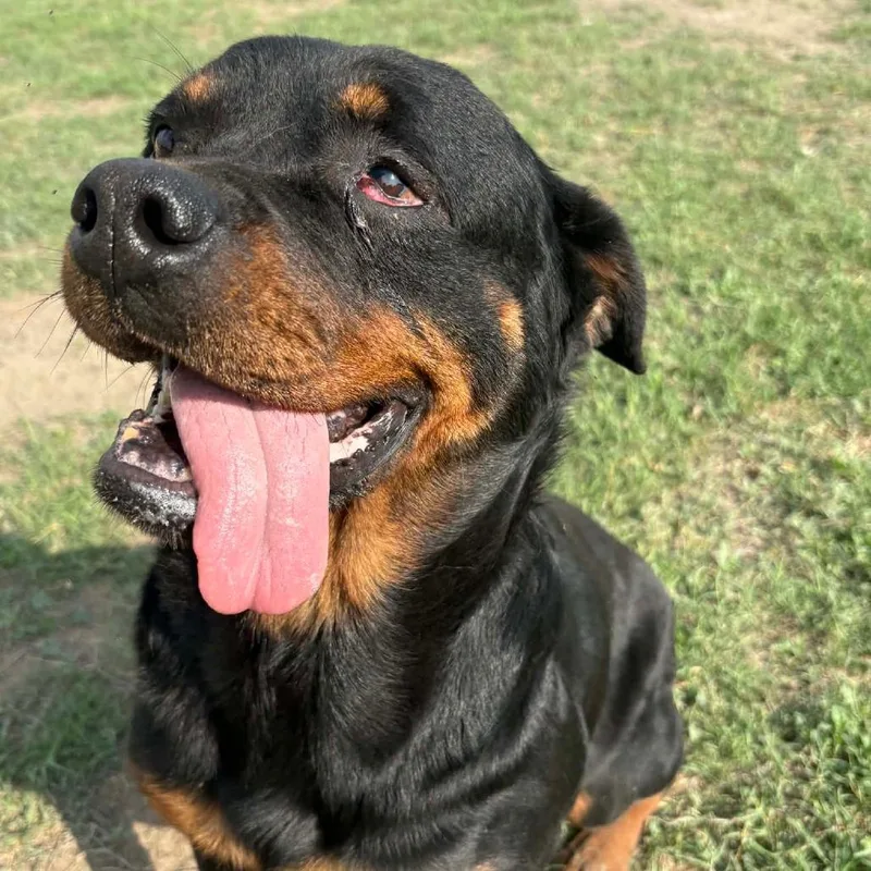 Penelope Rae Jum thumbnail 3