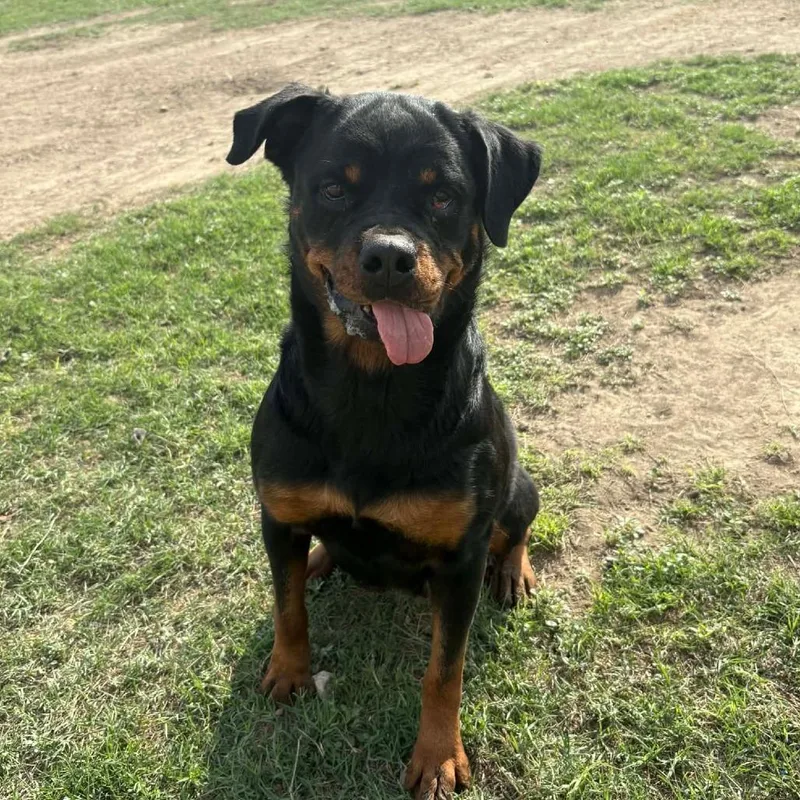 Penelope Rae Jum thumbnail 4