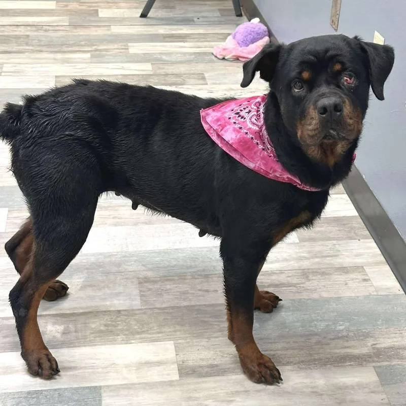 Penelope Rae Jum thumbnail 6