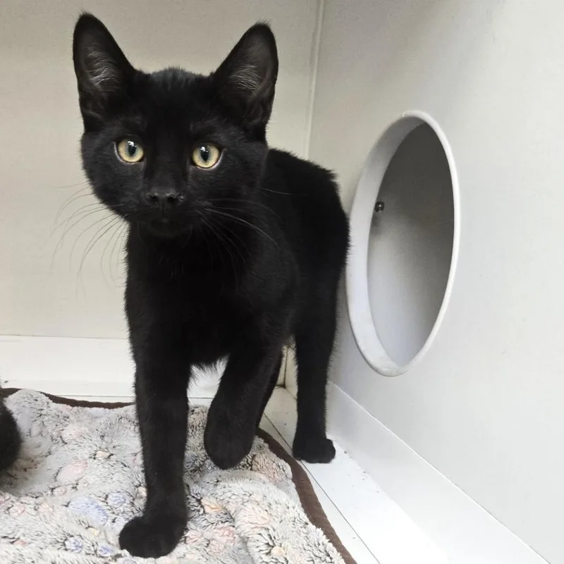 A baby small-sized male Black Domestic Short Hair cat named Houdini for adoption in Champaign, IL