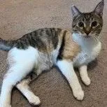 An adult small-sized female Domestic Short Hair cat named Hope for adoption in Avon, IN