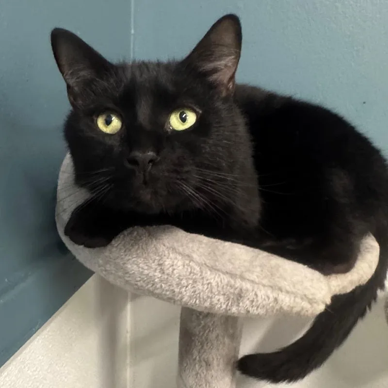 Kevin Levin thumbnail 2