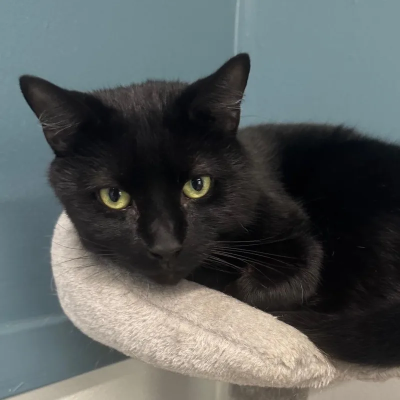 Kevin Levin thumbnail 3