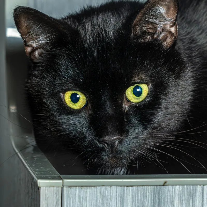 Kevin Levin thumbnail 4