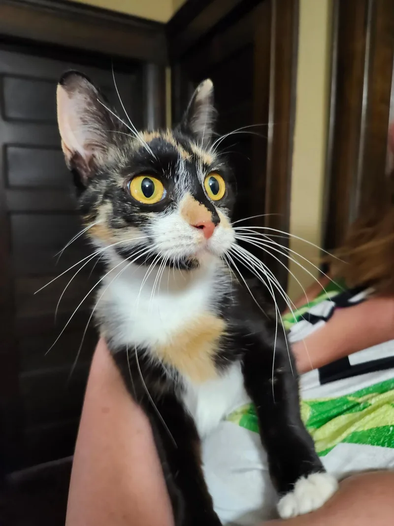 A young medium-sized female Calico cat named Marceline for adoption in Logansport, IN