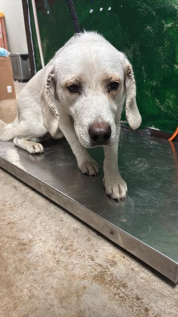 An adult medium-sized male Labrador Retriever dog named Tucker for adoption in New Braunfels, TX
