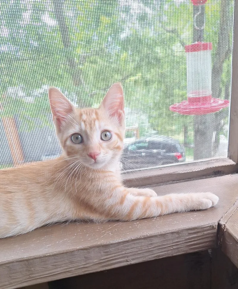 Otis