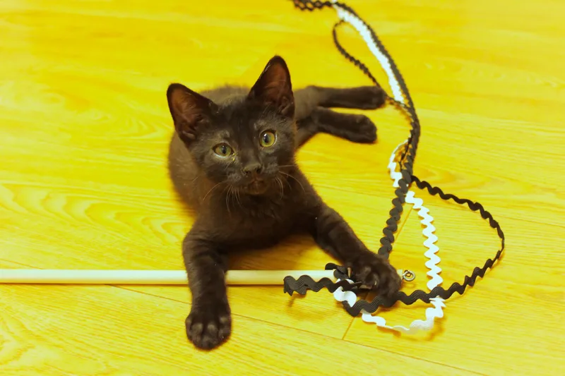 A baby medium-sized male Black Bombay cat named Felix for adoption in Urbana, OH