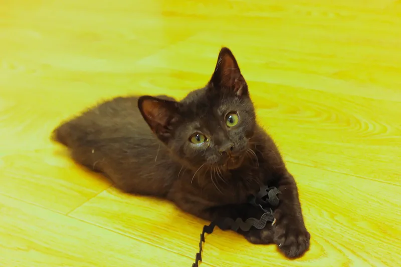 Felix thumbnail 5