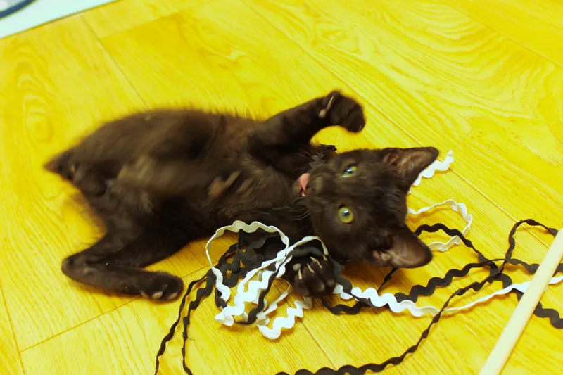 Felix thumbnail 6