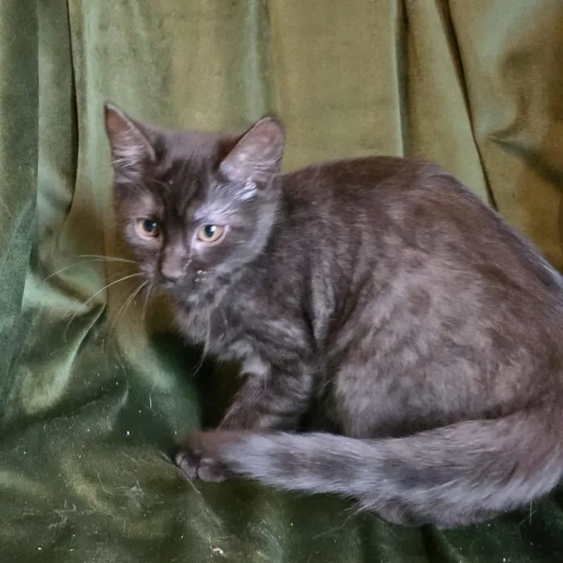 Lazulite "laz" thumbnail 3