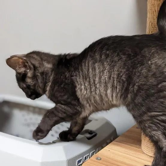 Lazulite "laz" thumbnail 4