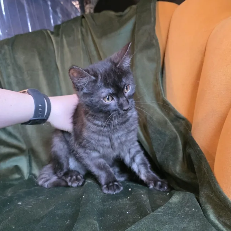 Lazulite "laz" thumbnail 5