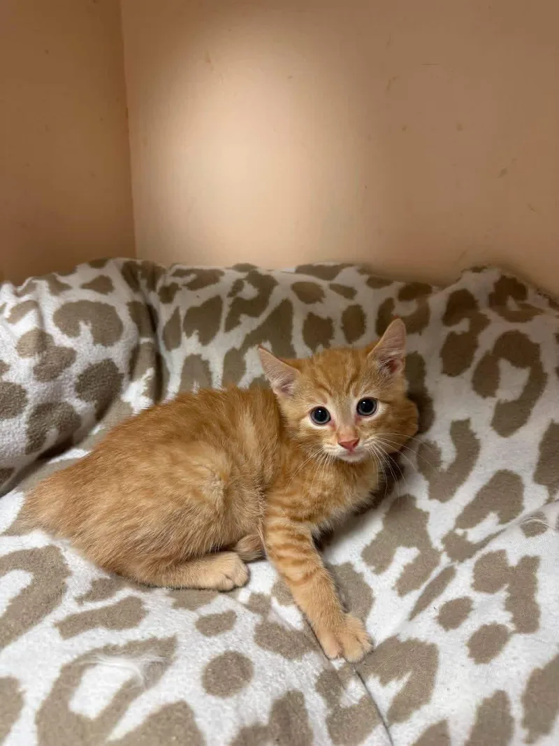 A young small-sized male Orange / Red Domestic Short Hair cat named Leonard for adoption in Freeport, NY