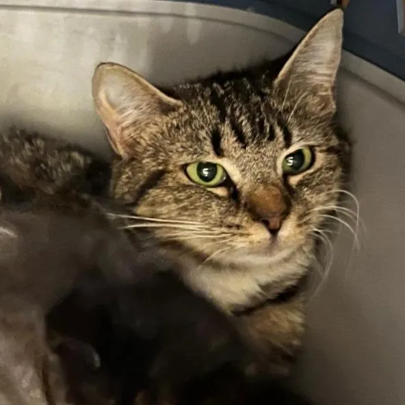 A young small-sized female Brown / Chocolate Domestic Short Hair cat named Lucy for adoption in Winchester, VA