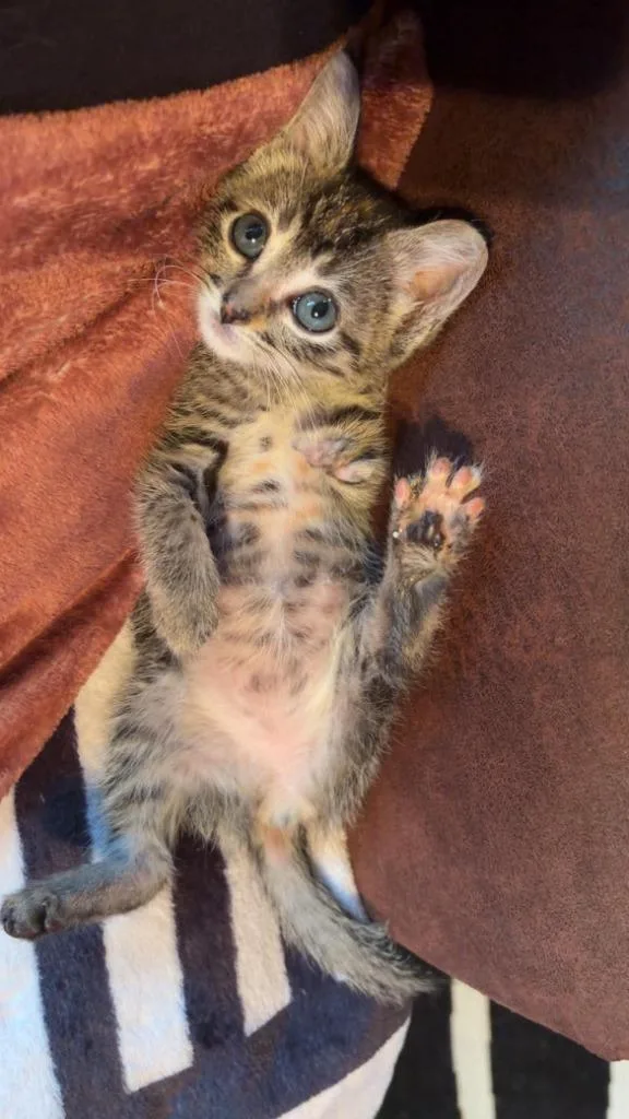 A baby small-sized female Domestic Short Hair cat named Mandy for adoption in Urbandale, IA
