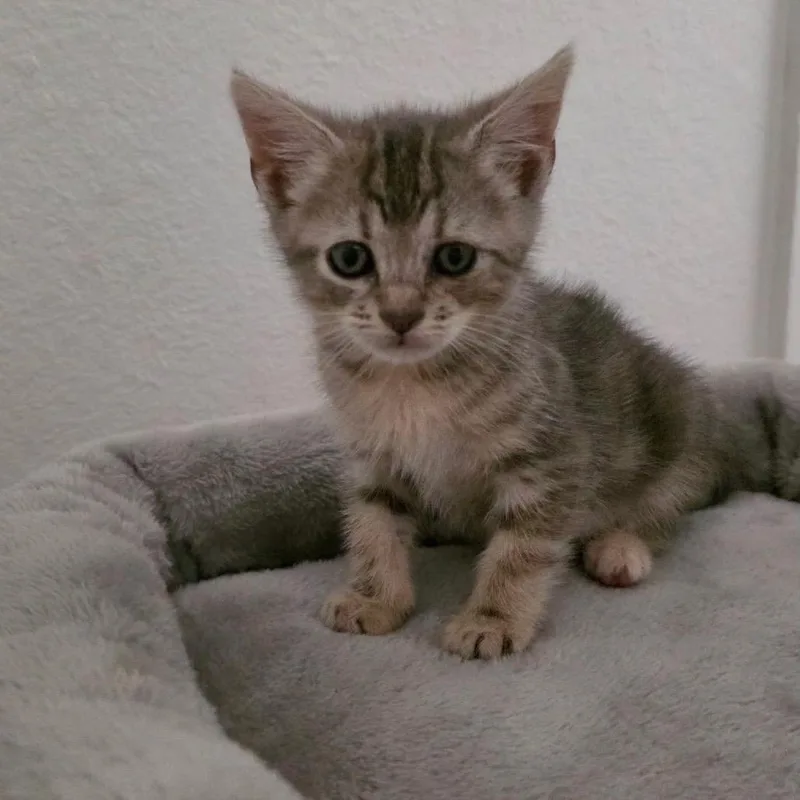 A baby small-sized female Cream / Ivory Domestic Short Hair cat named Zola for adoption in Tustin, CA