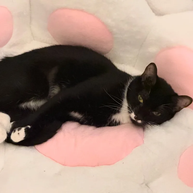 An adult medium-sized female Domestic Short Hair cat named Move Out for adoption in Brooklyn, NY