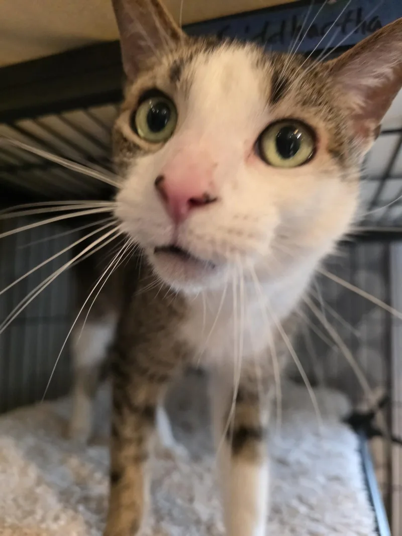 Siddhartha thumbnail 2