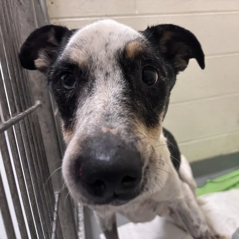 An adult medium-sized male Gray / Blue / Silver Mixed Breed dog named Jasper for adoption in Asheville, NC