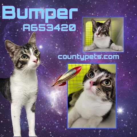 A young medium-sized male Domestic Short Hair cat named Bumper for adoption in Houston, TX