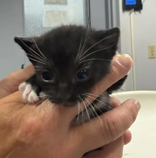 A baby small-sized male Domestic Short Hair cat named Oyster for adoption in Salisbury, MD