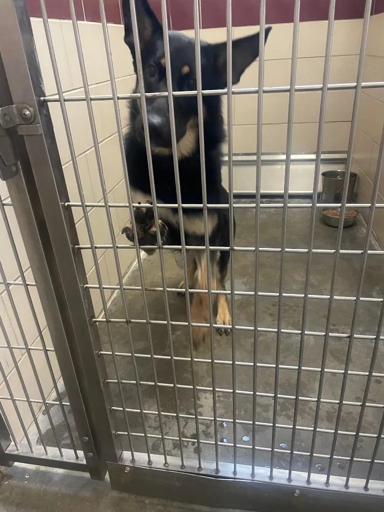 A young medium-sized female Shepherd dog named Mya for adoption in Wintersville, OH