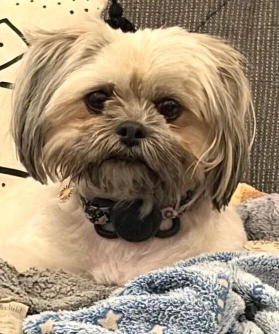 A young small-sized female Shih Tzu dog named Izzy for adoption in Dallas, TX