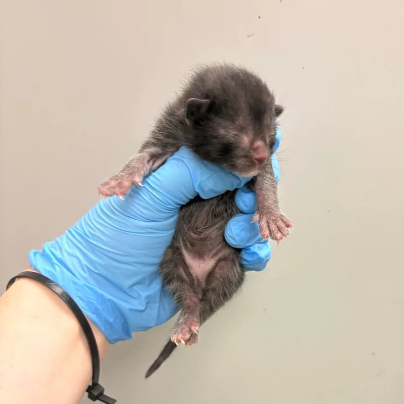 A baby small-sized male Black Domestic Short Hair cat named F.p. for adoption in Columbiana, AL