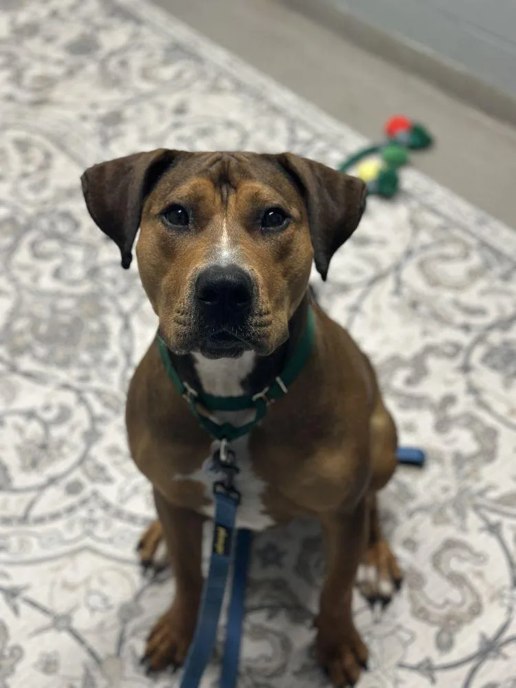An adult extra large-sized female Brown / Chocolate Mixed Breed dog named Coco for adoption in Alexandria, VA