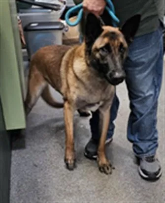 A young large-sized female Mixed Breed dog named Kona for adoption in Los Angeles, CA